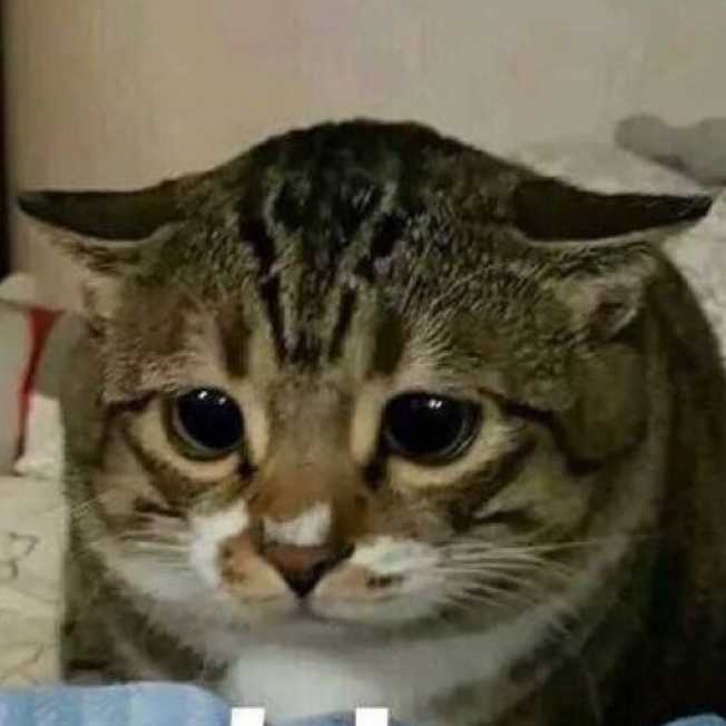 陈 诗