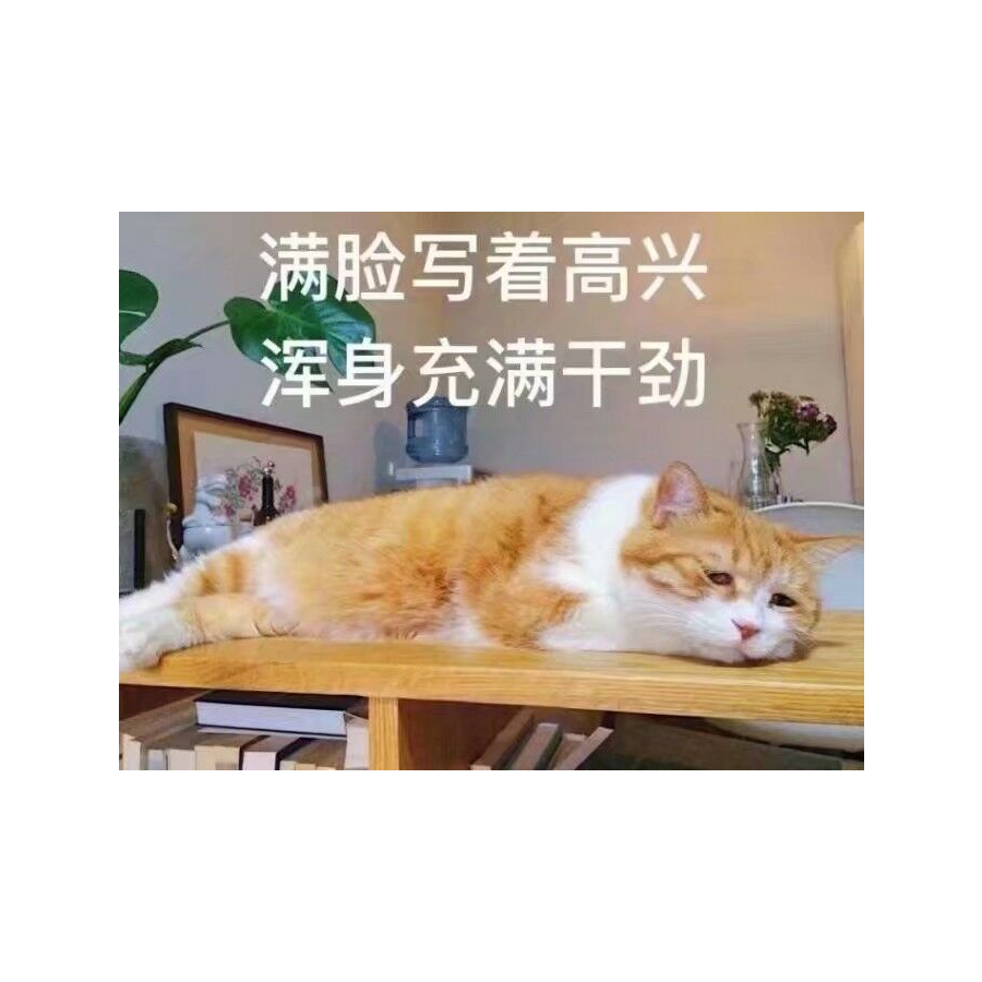 你家喵主子