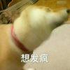 金克丝的呀