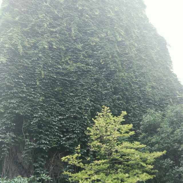 阴雨的昨天