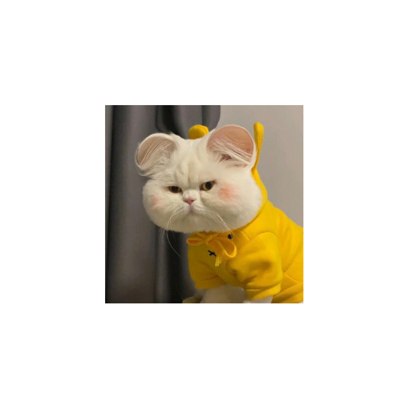 神秘A号玩家