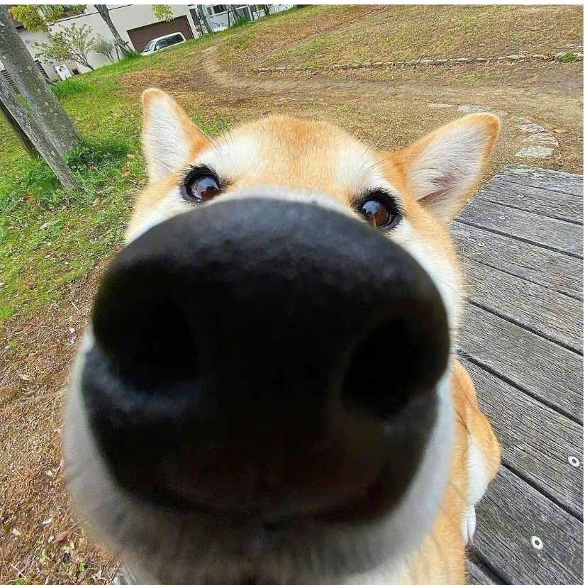 大头熊猫
