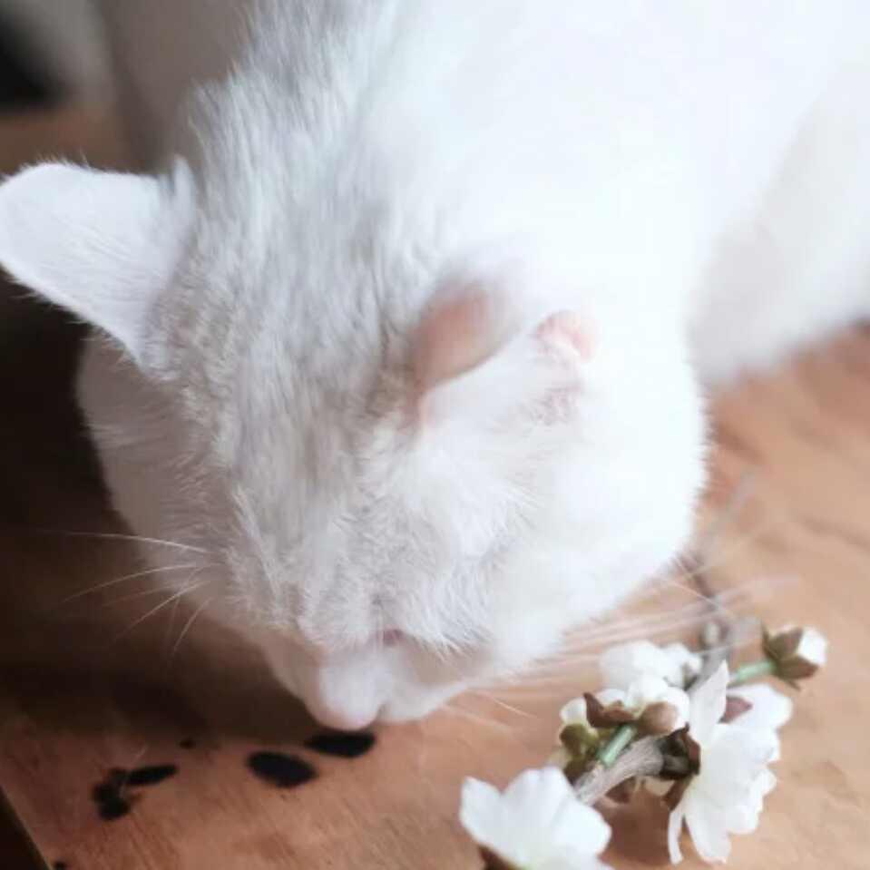 大白肥猫
