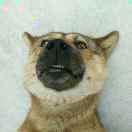 狗