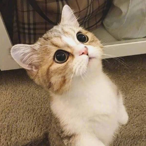 说愁