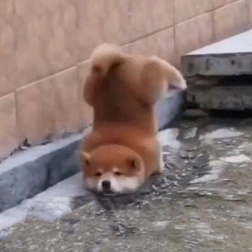 吼叫猫