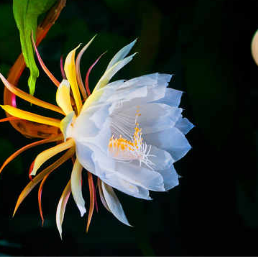 望月怜花