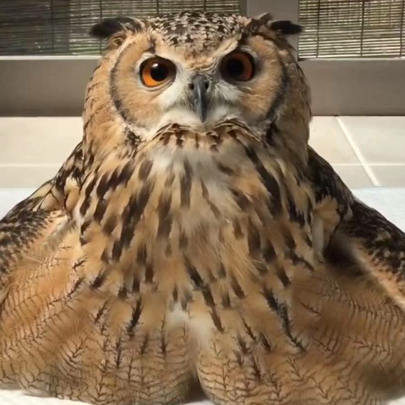 半阳