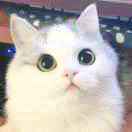猫那不动
