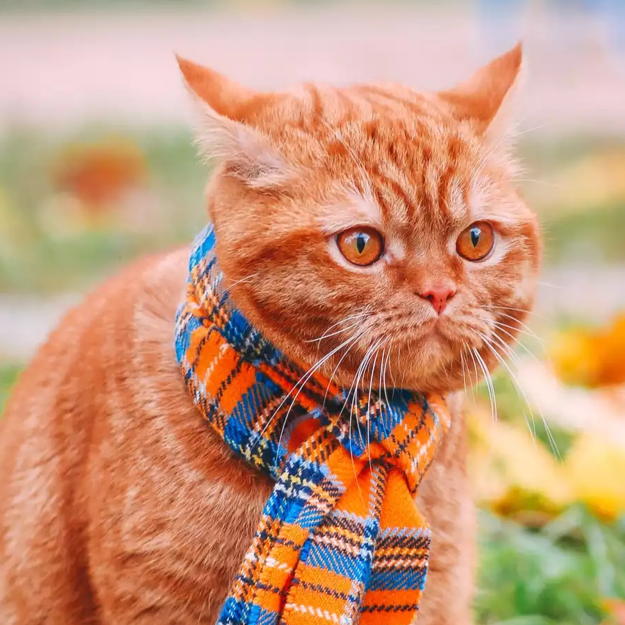 我有一只猫