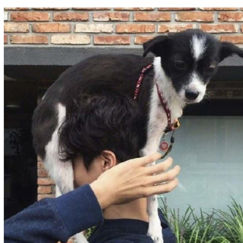 炸鸡不想吃鸡