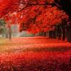Maple_Red