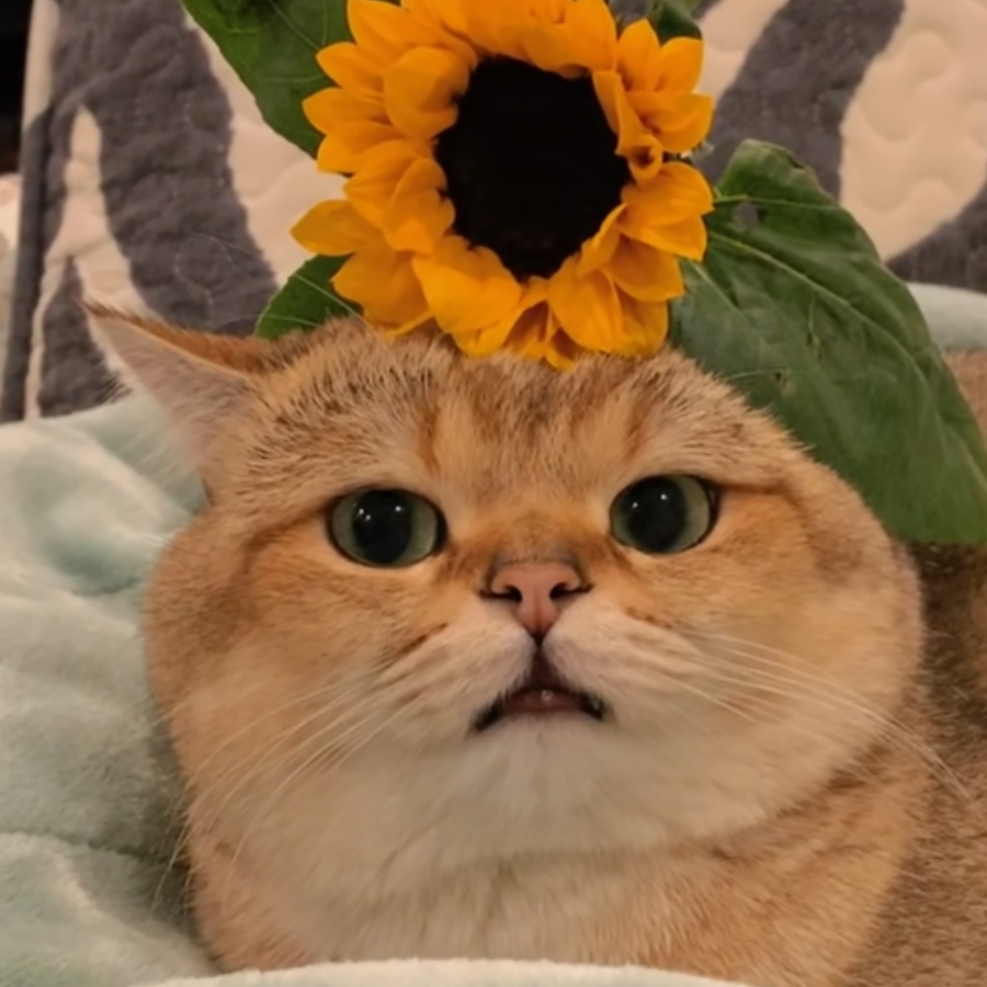 haupr