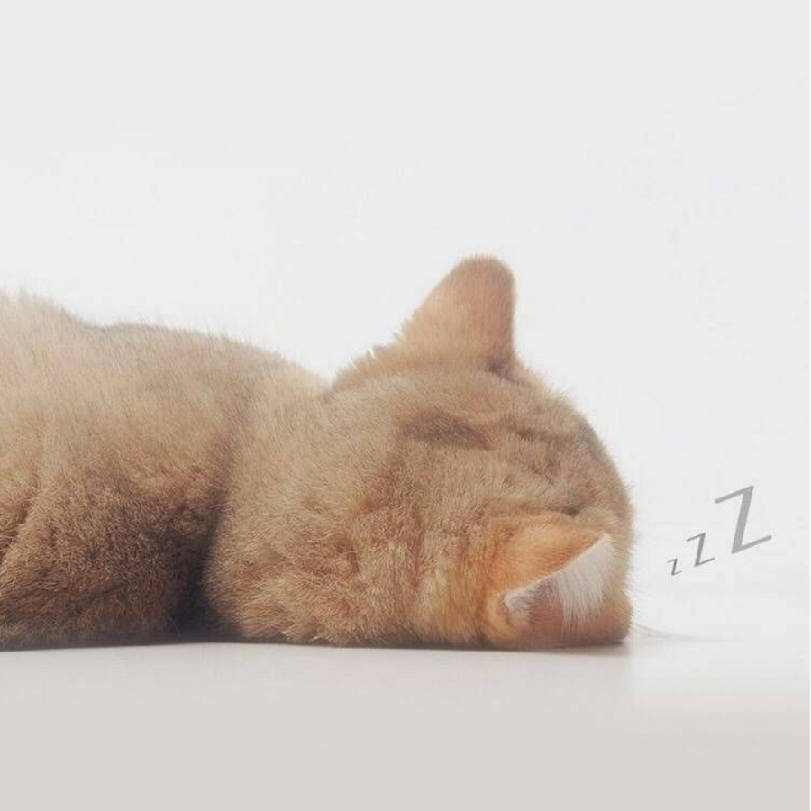 半缘君