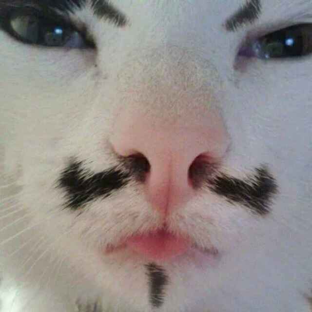 汤达人