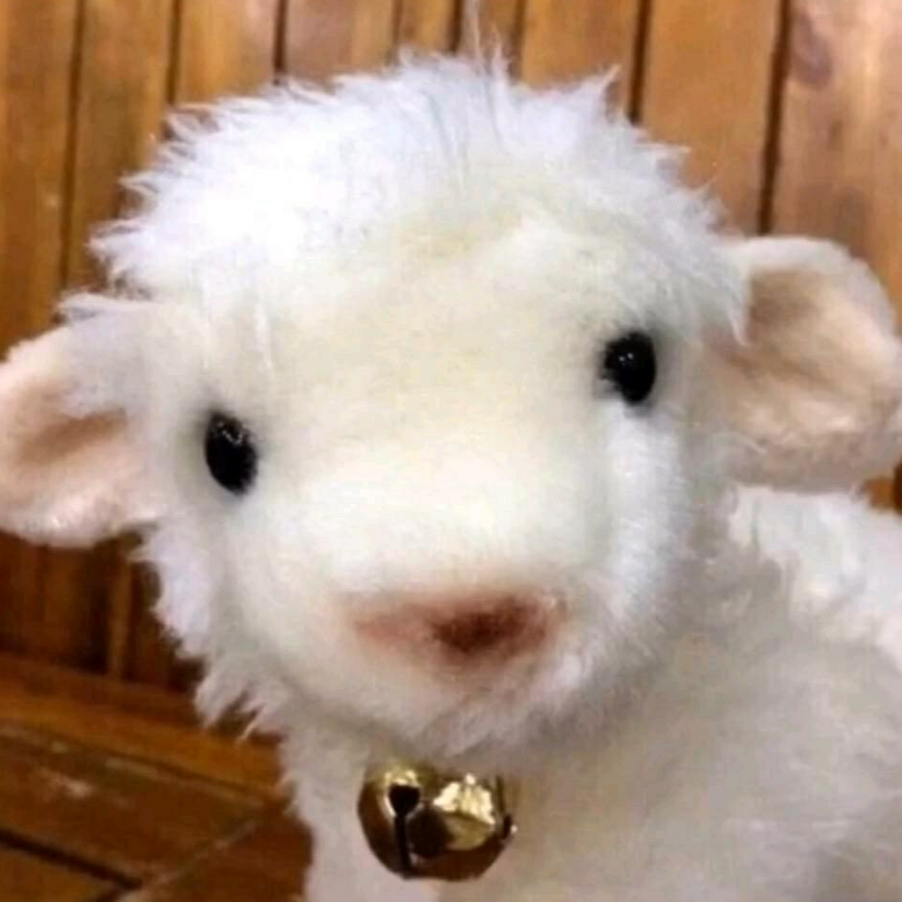 大连首席芋圆杀手