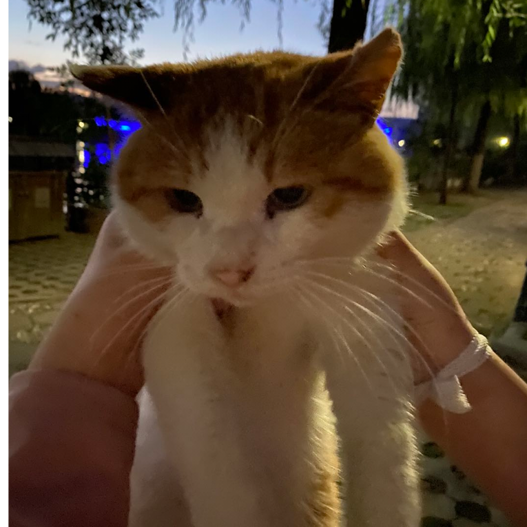 你好我叫张晨。