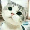 佑可猫