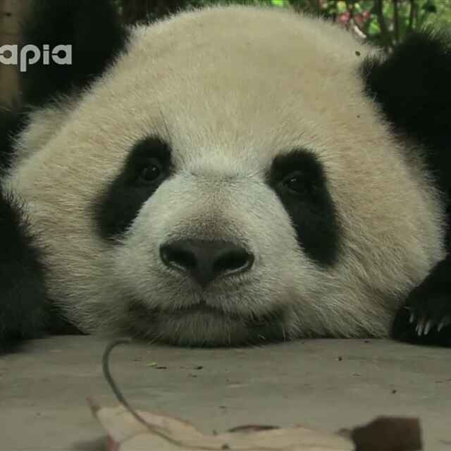 伊诚的心上熊叫肉肉