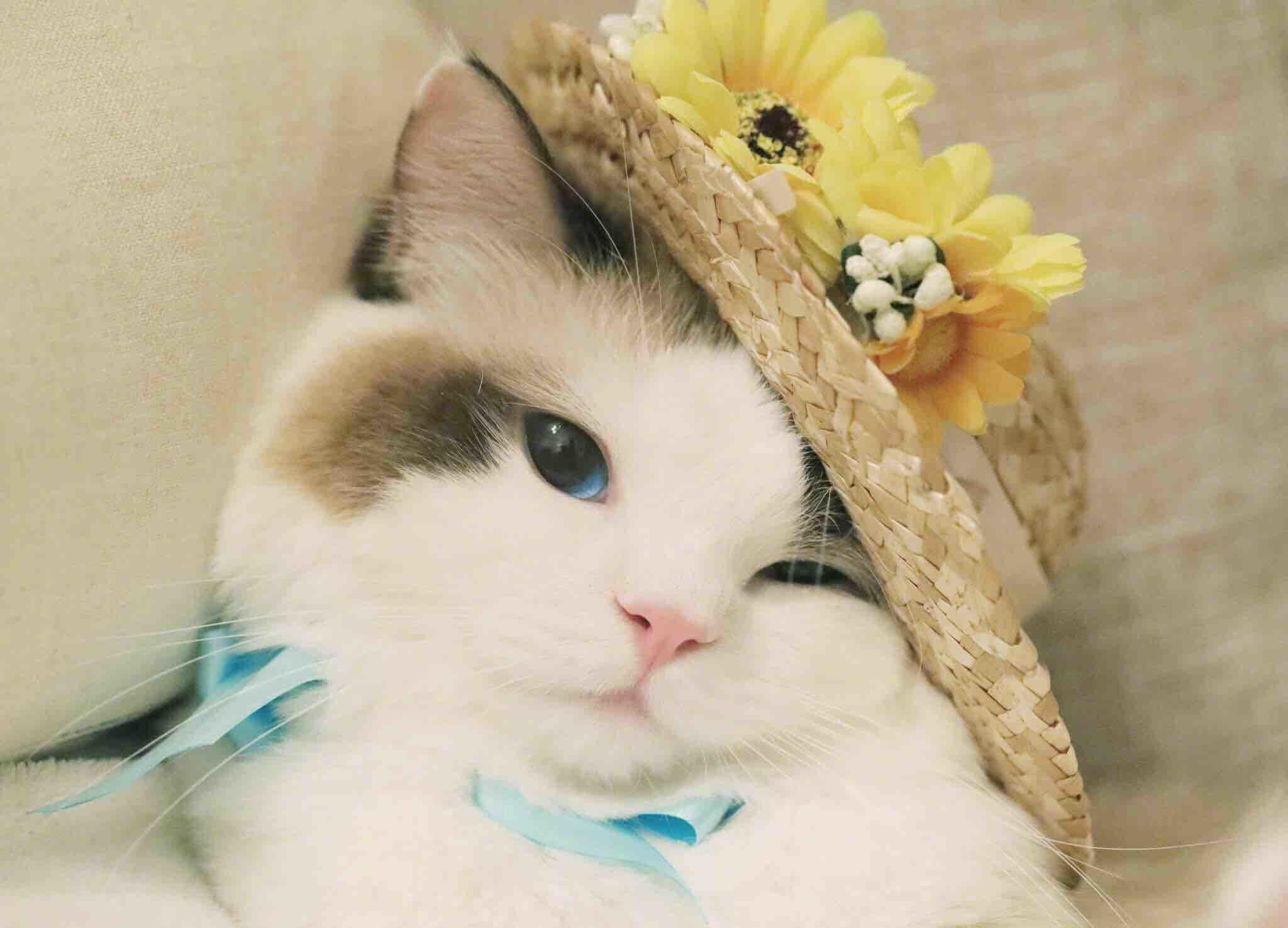 秃头鼠