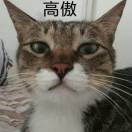 小浪狗