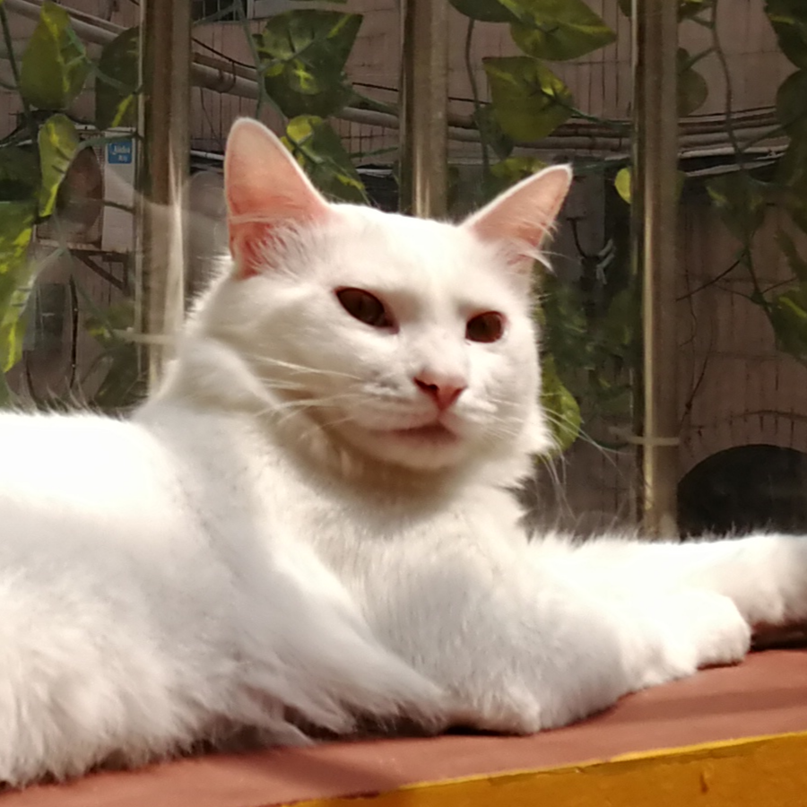 雄胖