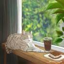 夏