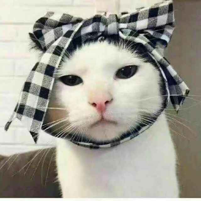 二哈