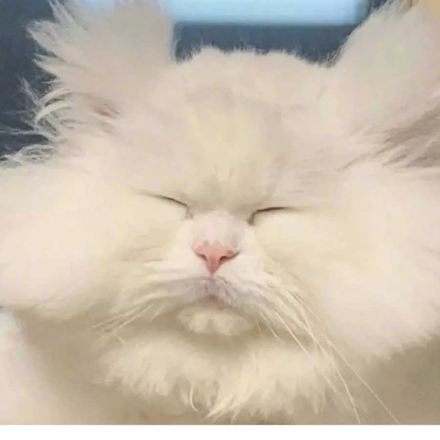 松鼠桂鱼