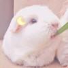 舍瓦