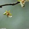 落花人独立
