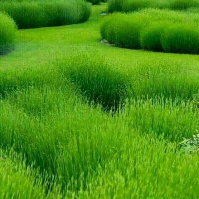 绯之森