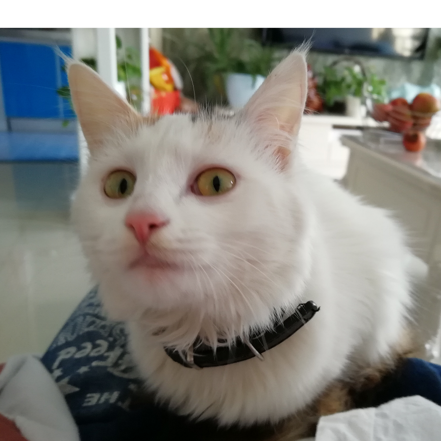 杨大甜