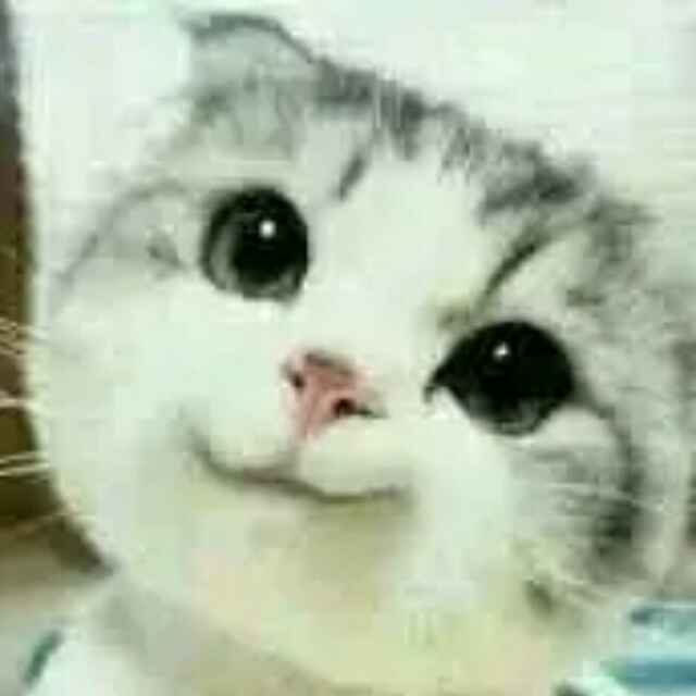 奈叶'落落