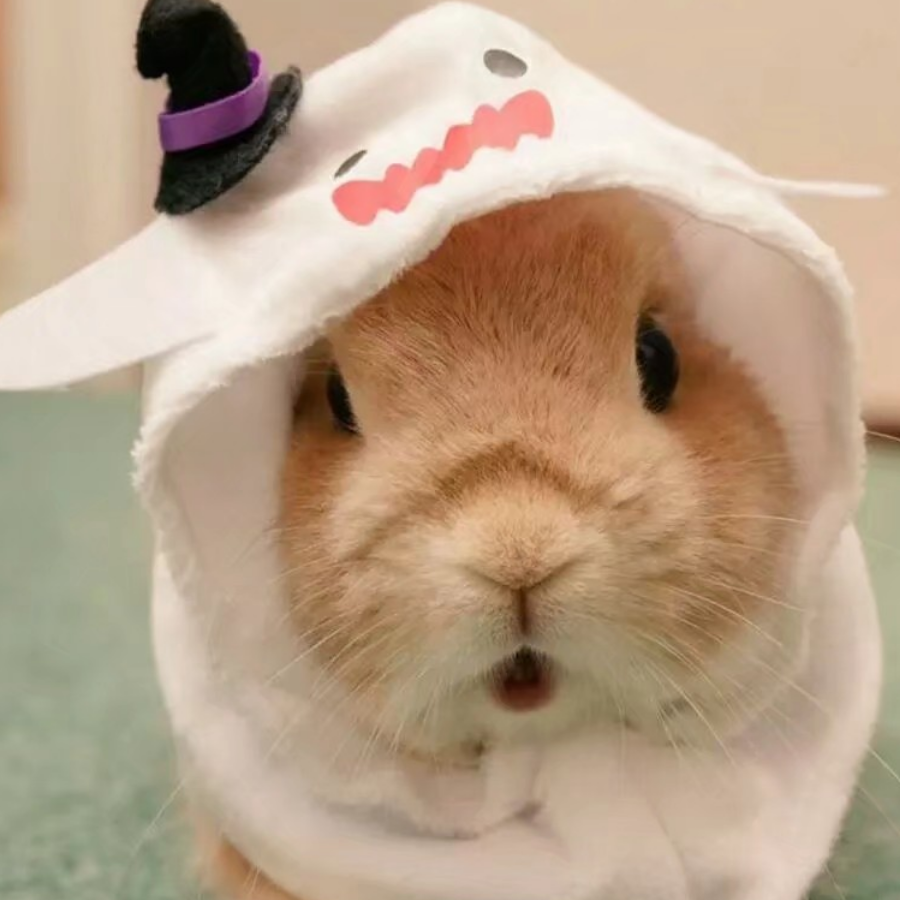 一只肥兔