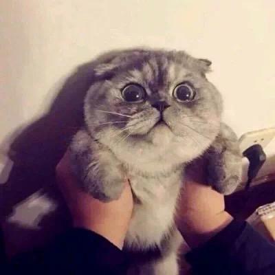 🐱喵