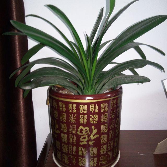 宸宸