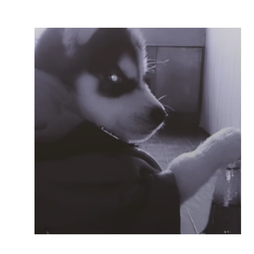 暖树