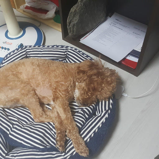 서2그로디망