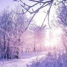 雪上舞