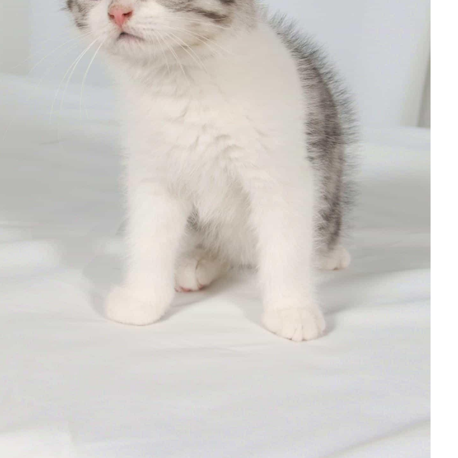 慌昼