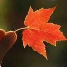 Deadmapleleaf