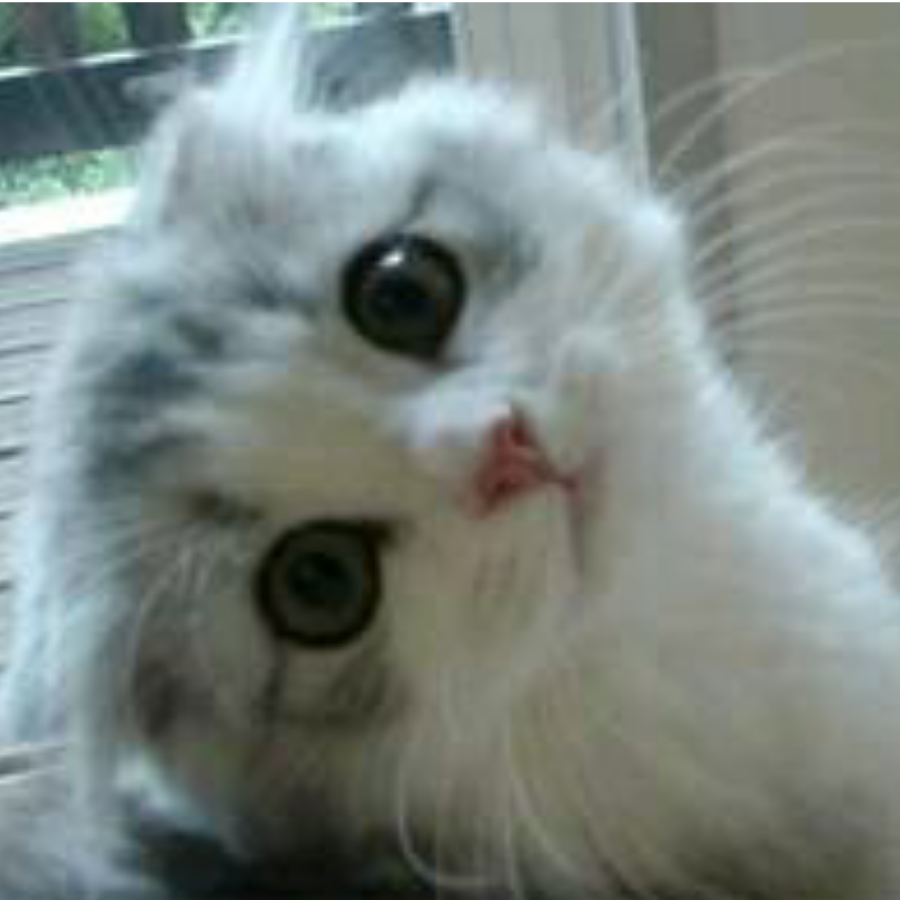 贴屏大猫脸