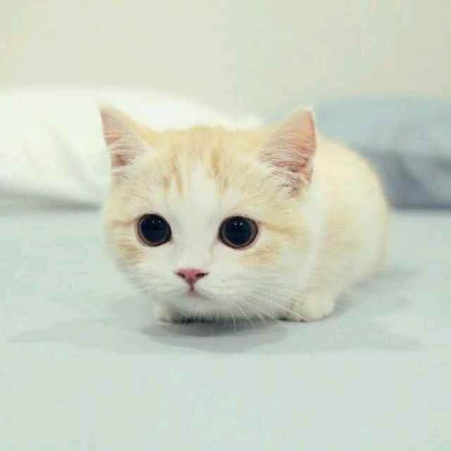 葉
