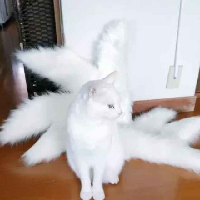 (=^・ｪ･^=)