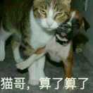 ༺芬达啤酒江小白༻