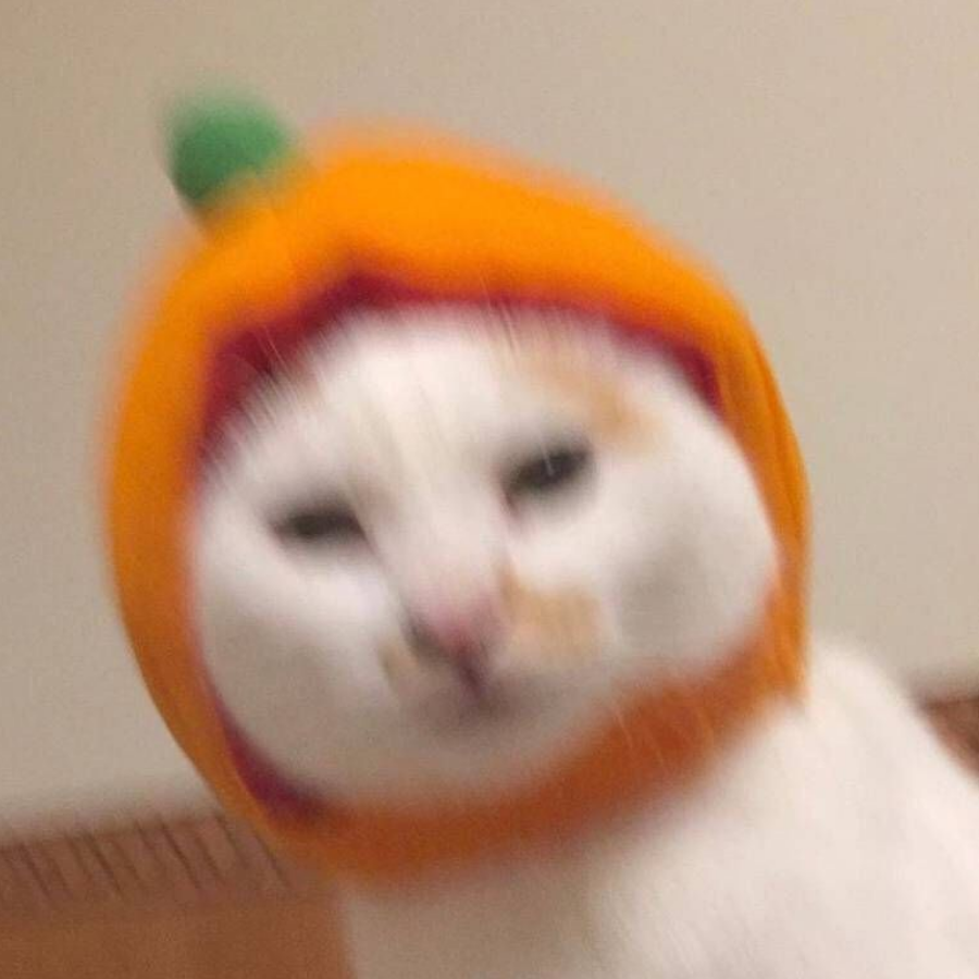 没油猫饼