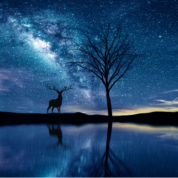 有一只兔子很熊