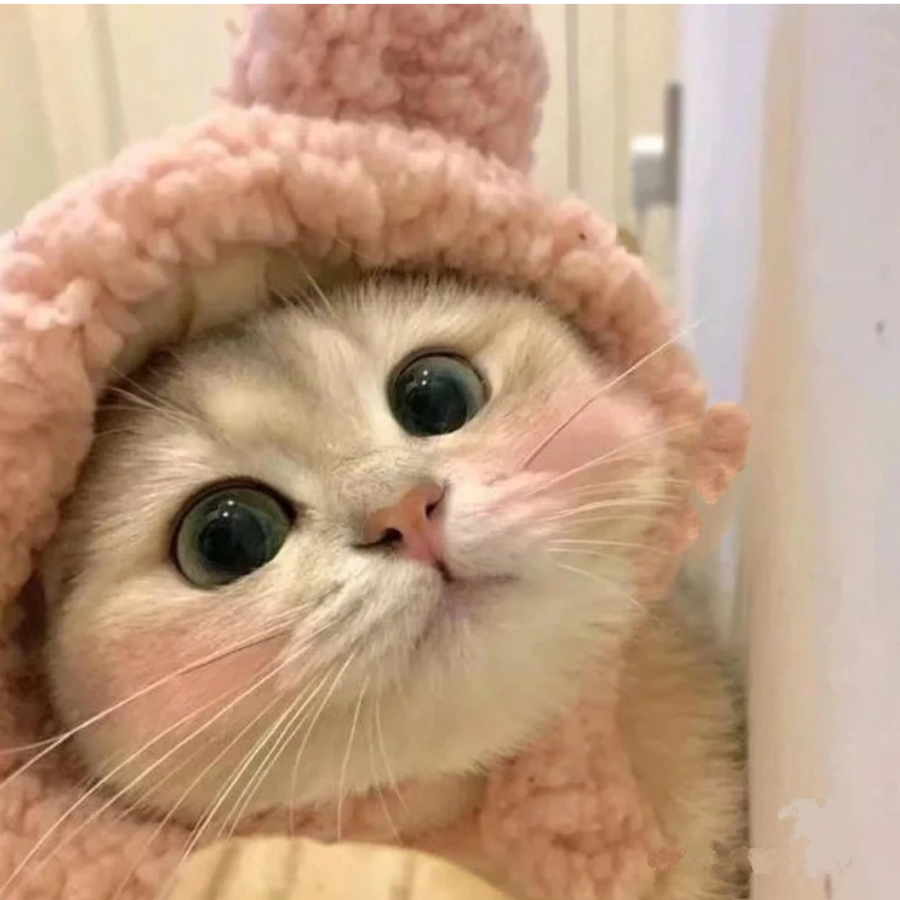 西柚