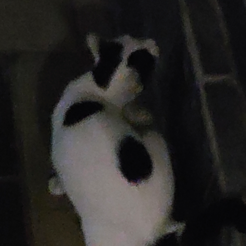 ૧(●´৺`●)૭